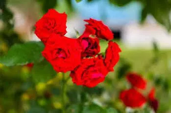 Ana & Stjepan Nikolic - Pilgrim's 2nd בית הארחה Međugorje